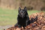 SCHIPPERKE 335